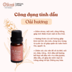oilogi- oải hương 10
